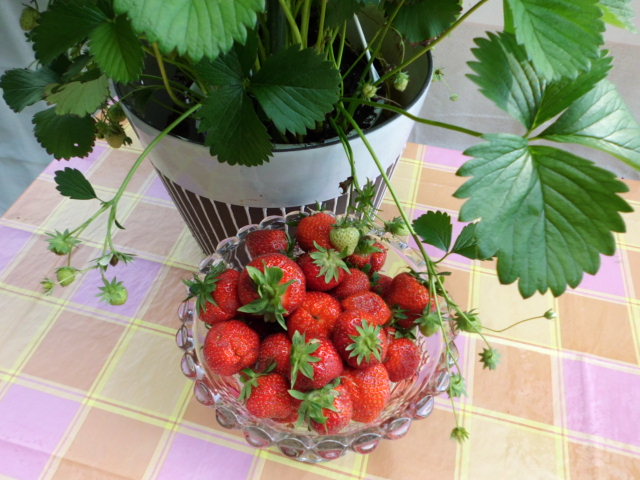 Erdbeerpflanze und Früchte