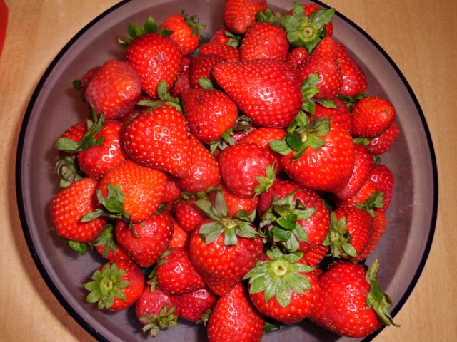 frische Ernte von Erdbeeren aus Spanien